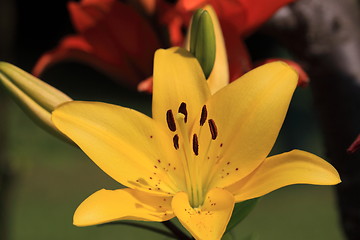 Image showing Flower Lilly