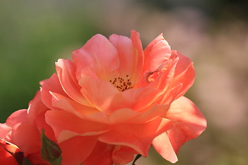 Image showing Rose garden