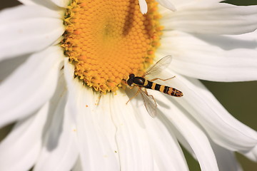 Image showing hoverfly Syrphe syrphidae