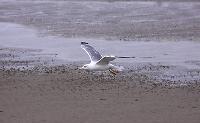 Image showing Gull, seagull