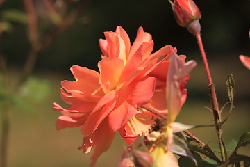 Image showing Rose garden