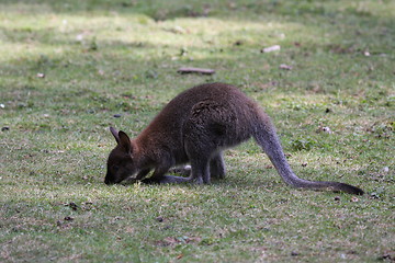 Image showing Bennett Wallaby, Kangaroo