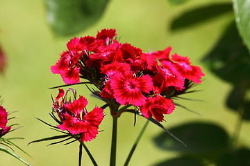 Image showing Sweet William