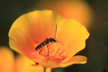 Image showing stenopterus rufus (linnaeus)