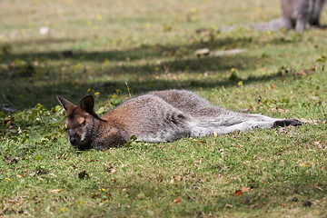 Image showing Bennett Wallaby, Kangaroo