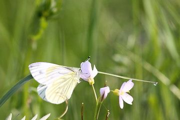 Image showing Pieris Napi, Pieride du navet