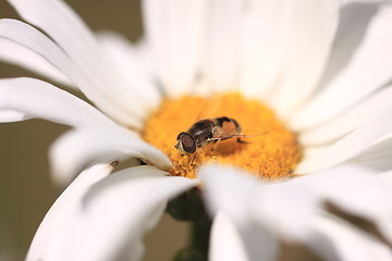 Image showing hoverfly Syrphe syrphidae