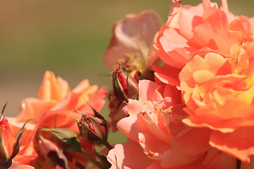 Image showing Rose garden