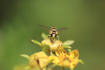 Image showing hoverfly Syrphe syrphidae