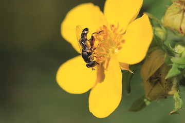 Image showing hoverfly Syrphe syrphidae