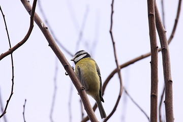 Image showing Blue tit