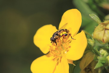 Image showing hoverfly Syrphe syrphidae