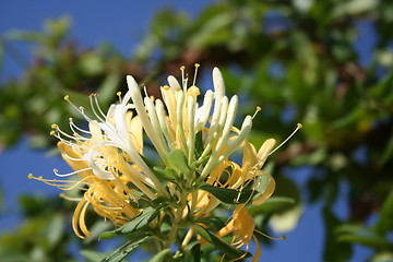 Image showing Wonderful honeysuckle