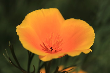 Image showing Eschscholtzia of California, california poppy