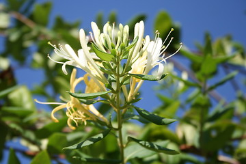 Image showing White and yellow honeysuckle