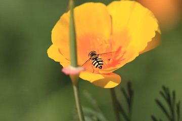 Image showing hoverfly Syrphe syrphidae