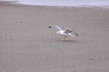 Image showing Gull, seagull