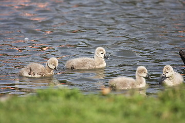 Image showing Young black swan, cygnets anatidae