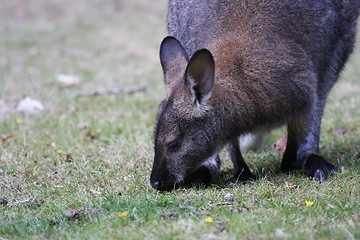 Image showing Bennett Wallaby, Kangaroo