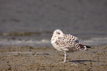 Image showing Young Gull, seagull