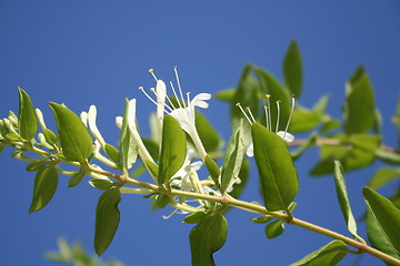 Image showing Honeysuckle