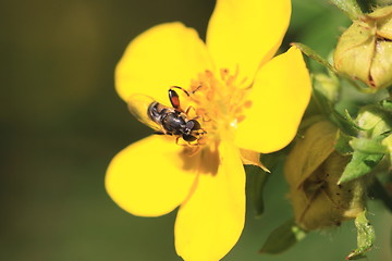 Image showing hoverfly Syrphe syrphidae