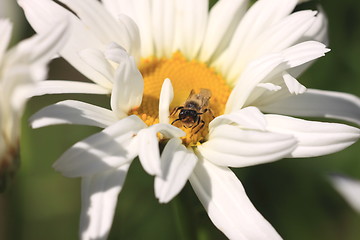 Image showing hoverfly Syrphe syrphidae