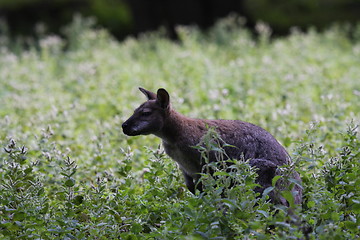 Image showing Bennett Wallaby, Kangaroo