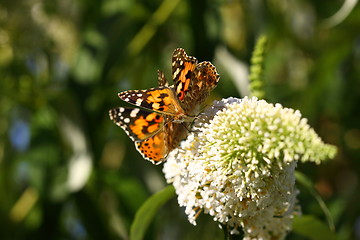 Image showing Butterfly cynthia cardui, la belle dame