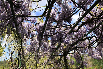 Image showing flower garden in spring