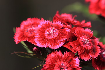 Image showing Sweet William