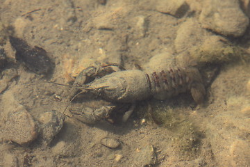 Image showing crayfish in its natural environment, in water