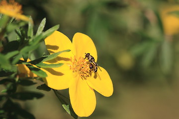 Image showing hoverfly Syrphe syrphidae