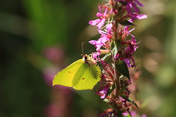 Image showing gonepteryx rhamni, Le citron