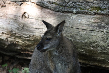 Image showing Bennett Wallaby, Kangaroo