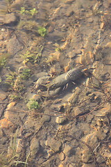 Image showing crayfish in its natural environment, in water