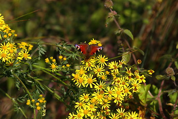 Image showing Butterfly inachis, Paon du jour, peacock