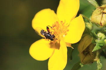 Image showing hoverfly Syrphe syrphidae