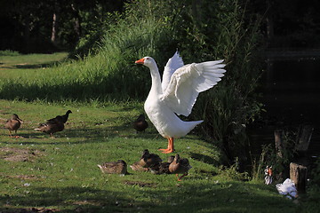 Image showing white geeses and ducks