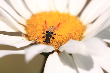 Image showing stenopterus rufus (linnaeus)