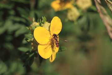 Image showing hoverfly Syrphe syrphidae