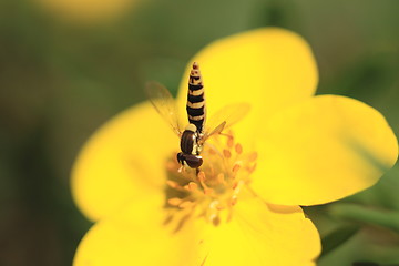 Image showing hoverfly Syrphe syrphidae