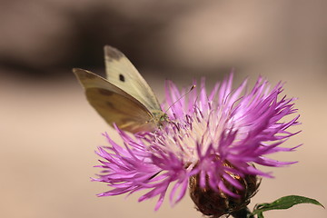 Image showing pieris rapae, pieride de la rave