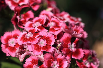 Image showing Sweet William