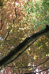 Image showing copper beech, tree-top