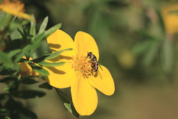 Image showing hoverfly Syrphe syrphidae