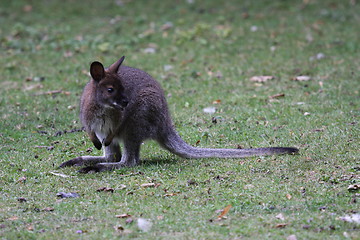 Image showing Bennett Wallaby, Kangaroo