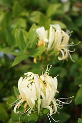 Image showing Beautiful honeysuckle