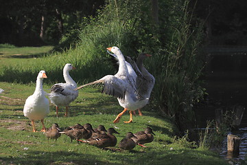 Image showing white geeses and ducks