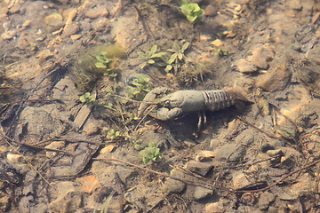 Image showing crayfish in its natural environment, in water